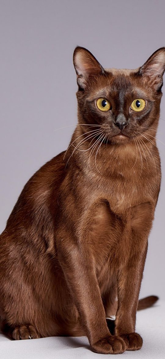 姐姐 App 首页检索界面截图，顶部搜索框输入关键词后下方展开四张释义分流卡片，整体为浅米色背景配深绿标题